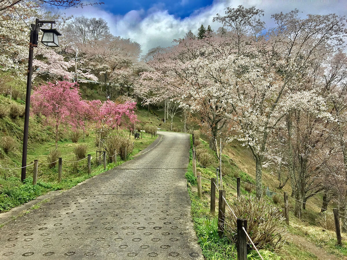 吉野4-1